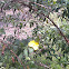 Common Primrose Willow
