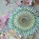 Sea Anemone