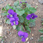 Violets