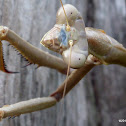 False Garden Mantid