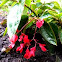Begonia "Dragon Wing": Red