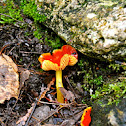 Scarlet Waxcap