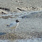 Black Headed Gull