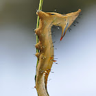 Notodontid Moth Caterpillar