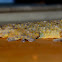 Common Gecko