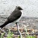 Northern Rough-wing Swallow