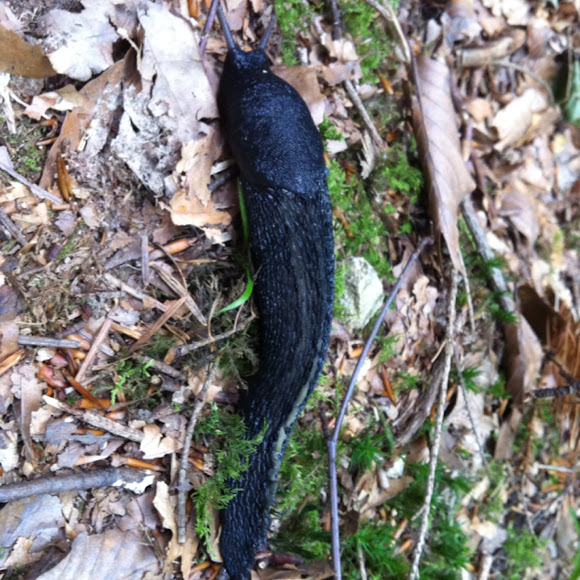 Spotting Image 1