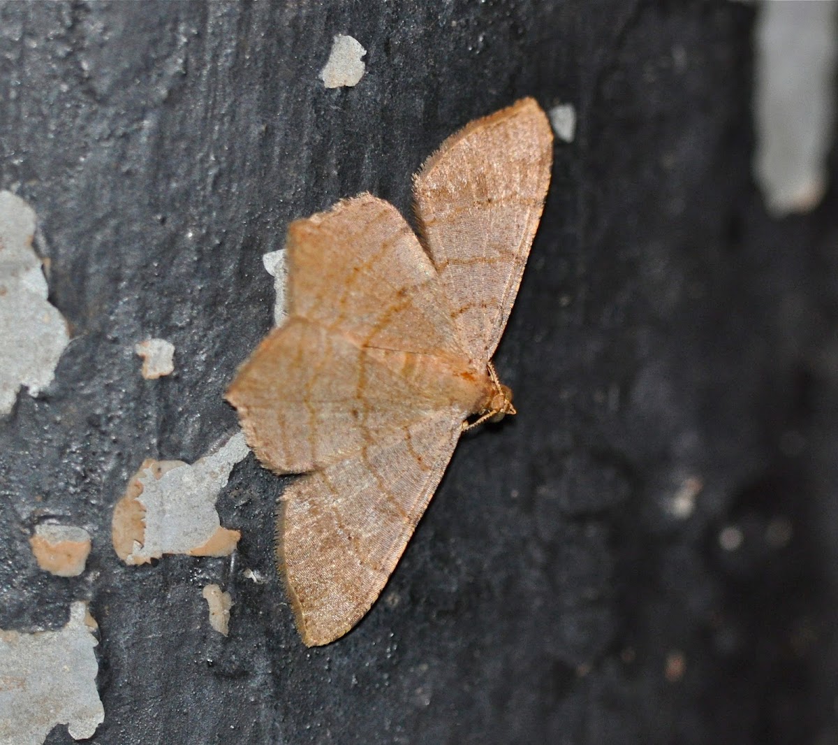 Moth