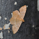 Moth