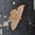 Moth