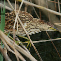 Little Bittern