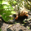 Eastern Box Turtle