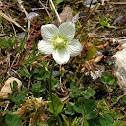 Marsh Grass-of-Parnassus