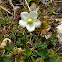 Marsh Grass-of-Parnassus