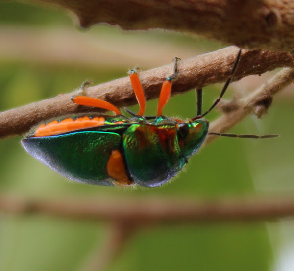 Green Jewel Bug Project Noah
