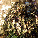 Gooseneck barnacles