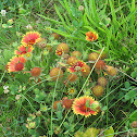 Gaillardia