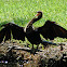 Anhinga