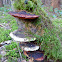 Fungi