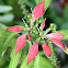 Wild Poinsettia