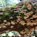 Panellus stipticus
