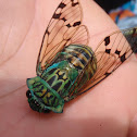 Cicada