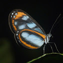 Illinissa clearwing