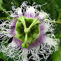 Granadilla/Passionfruit Flower