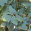 Black Hickory