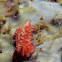 Flatworm