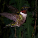 Ruby-throated hummingbird