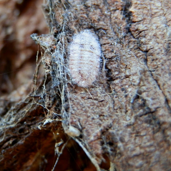 Spotting Image 1