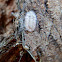 Snow Ball Large Mealybug