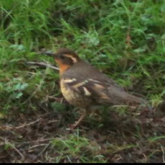 Spotting Image 1
