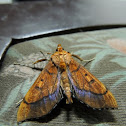 polilla