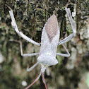 Leaf footed Insect(?)