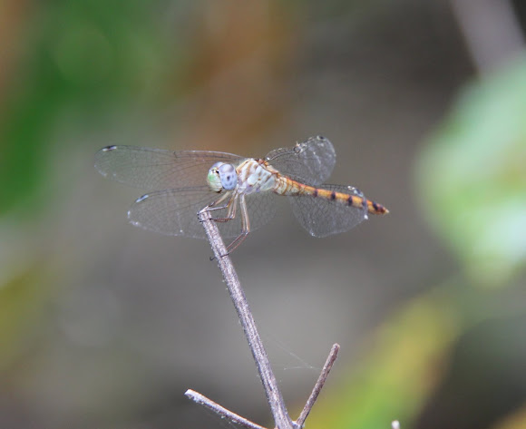 Spotting Image 1