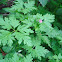 Geranium