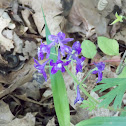 Dwarf Larkspur