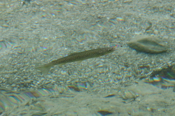 Spotting Image 1