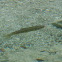 Brown trout  (Bachforelle)