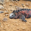 Marine Iguana
