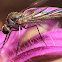 fly