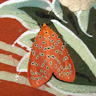 Tiger Moth