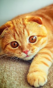 How to get Scottish Fold Wallpapers lastet apk for pc