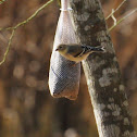 American Goldfinch