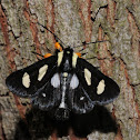 Eight-spotted forester
