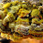 Turkey Tail Fungus