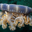 Upside-down Sea Jelly