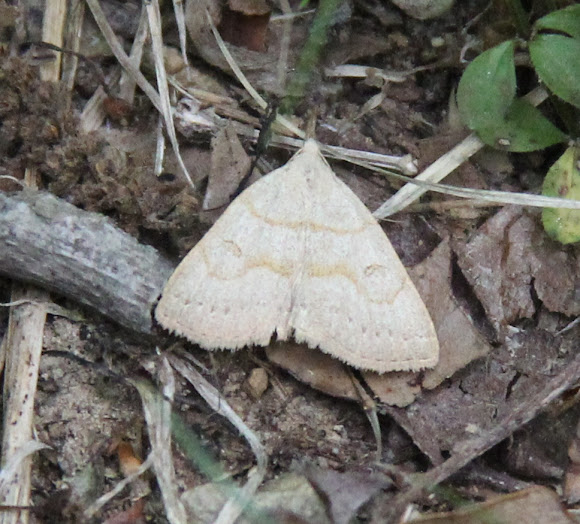 Spotting Image 1